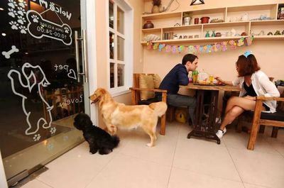 2019營銷圈新興經(jīng)濟(jì)體系 寵物用品銷售是曇花一現(xiàn)還是未來趨勢？