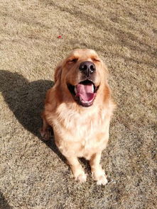 大理市寵物醫(yī)院與用品銷售指南 一站式呵護(hù)你的毛球伙伴