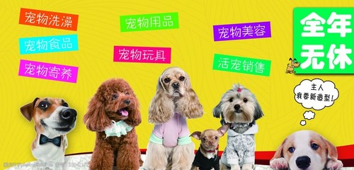 寵物圖片如何推動寵物用品銷售 視覺營銷的新趨勢