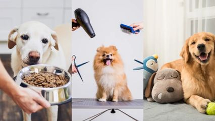 拿捏愛寵心理 “毛孩子”成品牌營銷最大贏家？