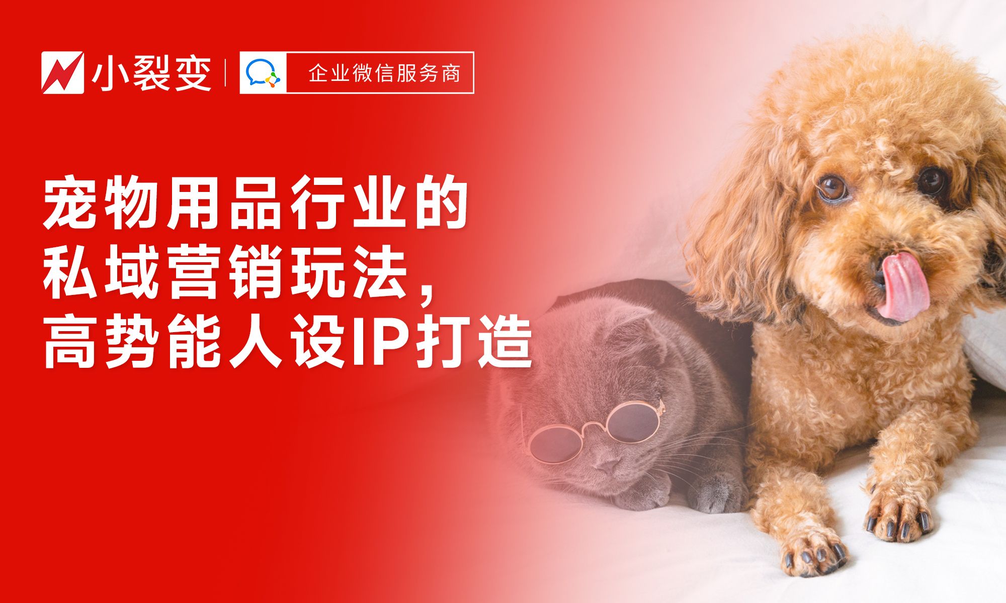 從“鏟屎官”到“寵物專家” 私域營銷時代下，寵物用品行業如何打造高勢能人設IP驅動銷售增長