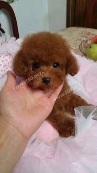 家養泰迪寶寶與寵物用品交易指南