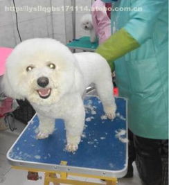 寵物健康無憂選擇——洛陽市澗西區狗博士寵物醫院熱銷寵物用品一覽